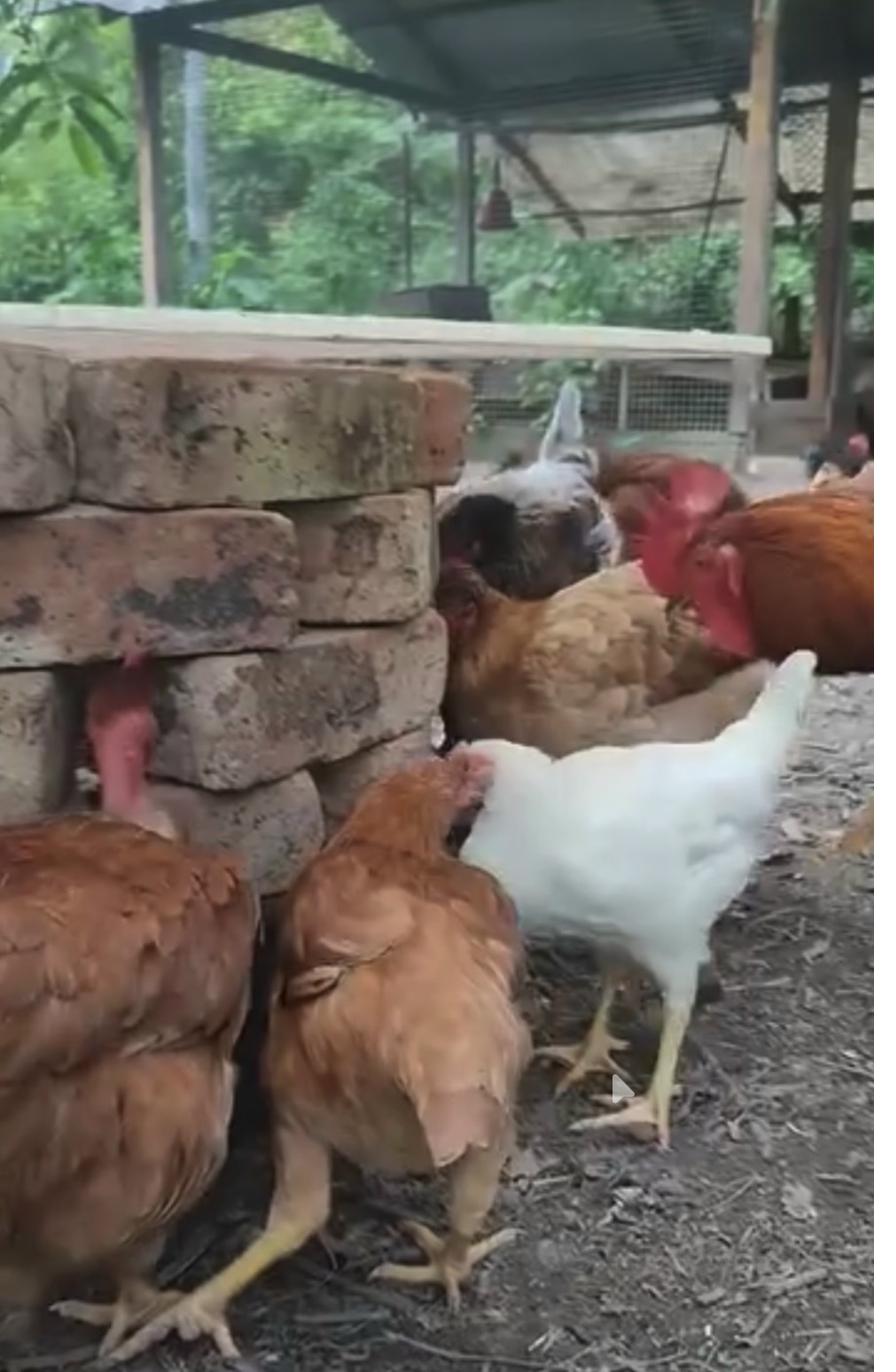 Pollos en el BioHive